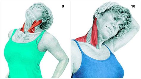 Stiramenti Musolari Esercizi E Muscoli Interessati Ambiente Bio