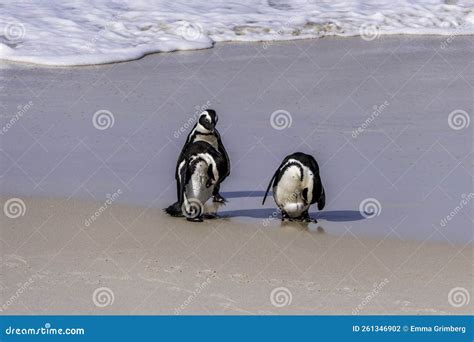 African Boulders Beach Penguin Colony. Penguins Resting on the Rocks