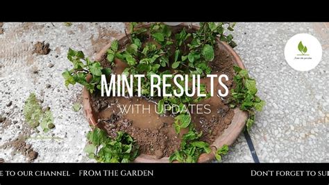 How To Grow Mint Indoors At Home With Results Ghar Main Pudina Lagane