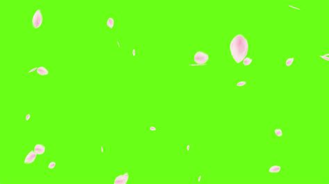 Rose Petals Falling Green Screen Effects Animations 22166834 Stock