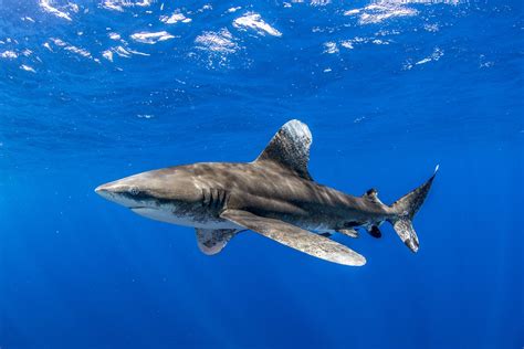 Sperm Whale Vs Great White Shark
