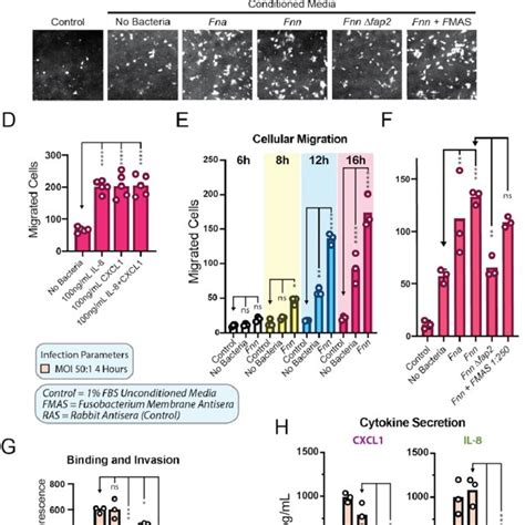 Hct Migration Is Driven By Fnn Induced Secretion Of Cxcl And Il