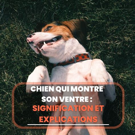 Chien Qui Montre Son Ventre Signification Et Explications