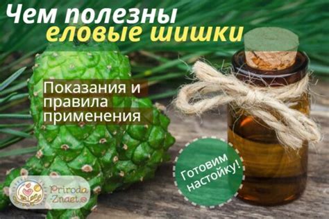 Еловые шишки — настойка на водке для укрепления сосудов