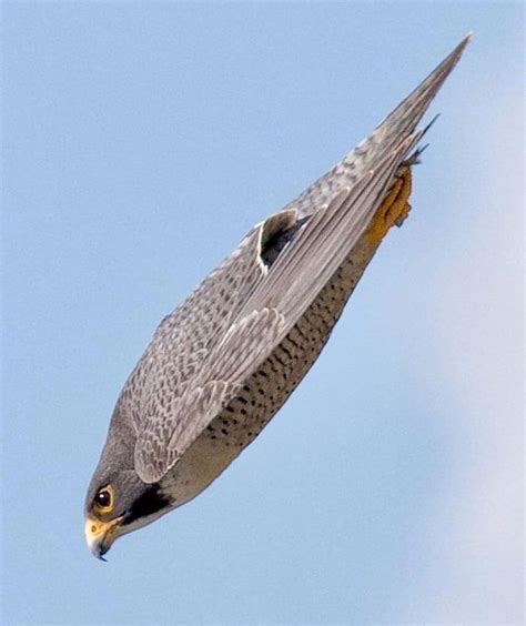 Peregrine falcon: The world’s fastest bird - John Moore Museum