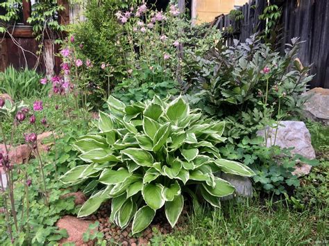 Хоста Альбомаргината (64 фото) » НА ДАЧЕ ФОТО