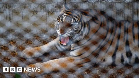 Thailand Tiger Temple Monk Held For Smuggling Bbc News