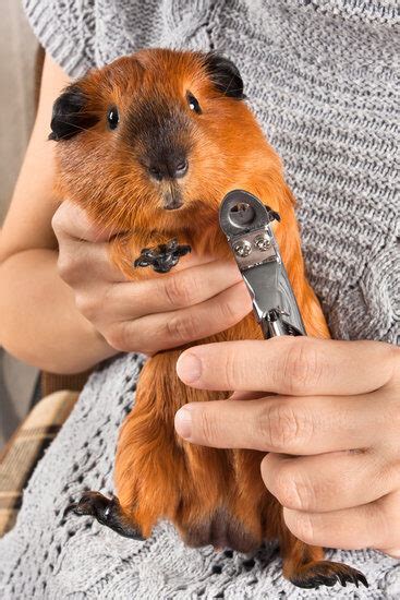 Free Clip Guinea Pigs Download Free Clip Guinea Pigs Png Images Free