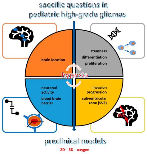 Cancers Free Full Text Hypoxia Inducible Factors’ Signaling In Pediatric High Grade Gliomas