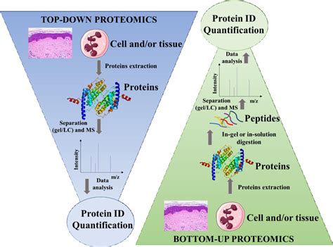 Figure 2 from A map of neutrophil granules by proteomics | Semantic Scholar