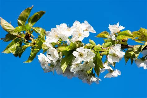 Fotos Gratis Rbol Naturaleza Rama Cielo Luz De Sol Primavera