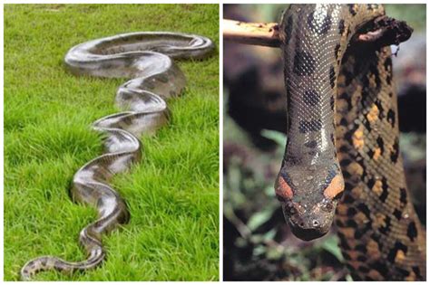 Белая анаконда красивые фото и картинки — Каталог Фото