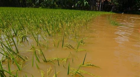 Hujan Deras Hektar Tanaman Padi Di Sambilawang Dan Bedikulon