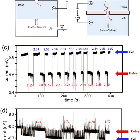 (a), (b) Schematic of a single anchored DNA molecule manipulated using ...