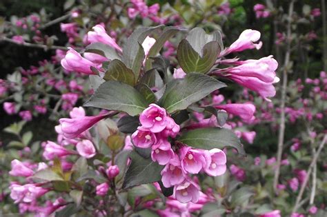 Flowers Garden Free Photo On Pixabay Pixabay