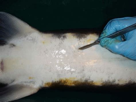 Sturgeon Aquaculture Specialised Techniques For Determining The Sex Of Sturgeon The Fish Site