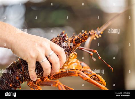 Live East Coast Rock Lobster Fishing In Australia Crayfish On A Boat