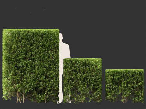 Ligustrum Ovalifolium - California Privet 3D Model by 3dgardenplants