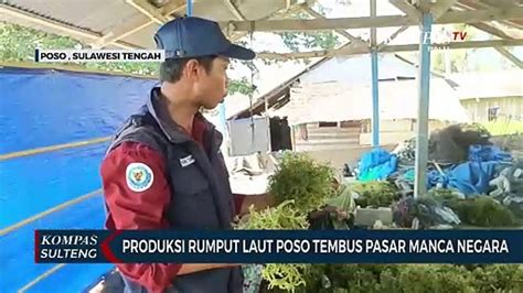 Produksi Rumput Laut Poso Tembus Pasar Manca Negara Video Dailymotion