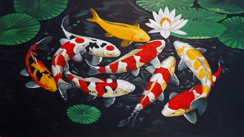 gambar ikan koi kohaku  bagus   paint koi fish step