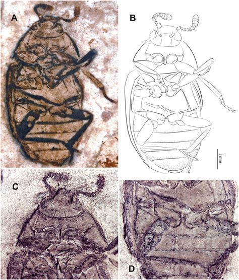 dermestid beetle bite 3