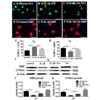 Clemastine Promotes Differentiation Of Oligodendrocyte Progenitor Cells