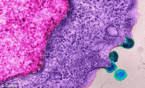 Why Do Gay Men Get Hiv The Most Hohpacommon