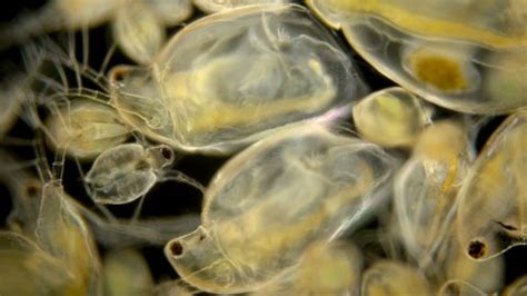 Zooplankton Under Microscope Colony Different Plankton Stock Footage ...