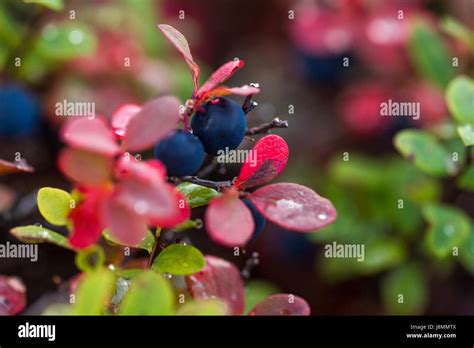 Alaskan Berry Hi Res Stock Photography And Images Alamy