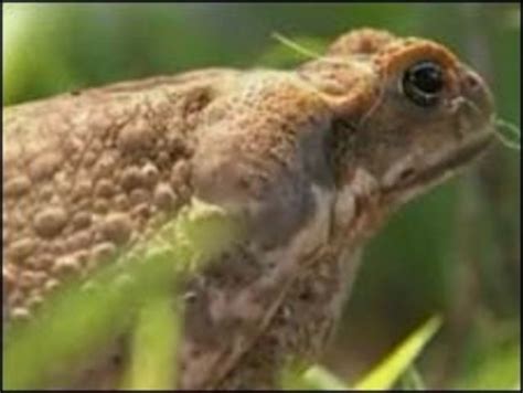 Sapo de caña plaga y tesoro medicinal BBC News Mundo