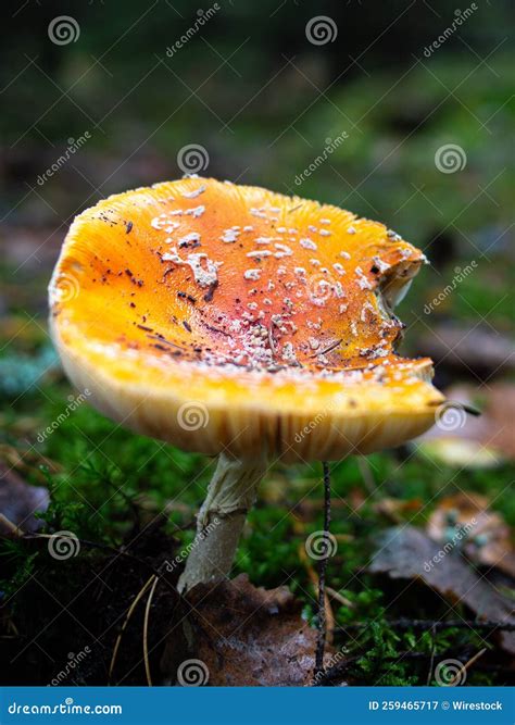 Orange, Damaged Fungus in a Wet Forest, Vertical, Close-up Stock Image