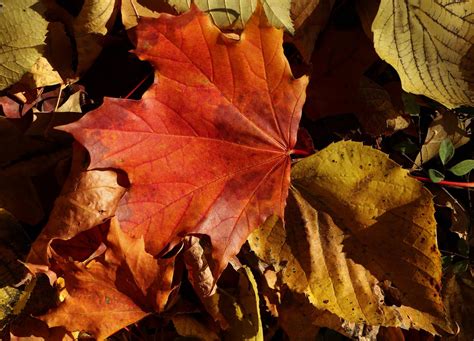pixabay pixabay
