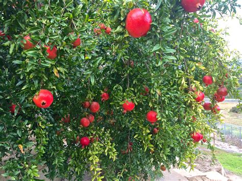 Гранат Дерево Фото