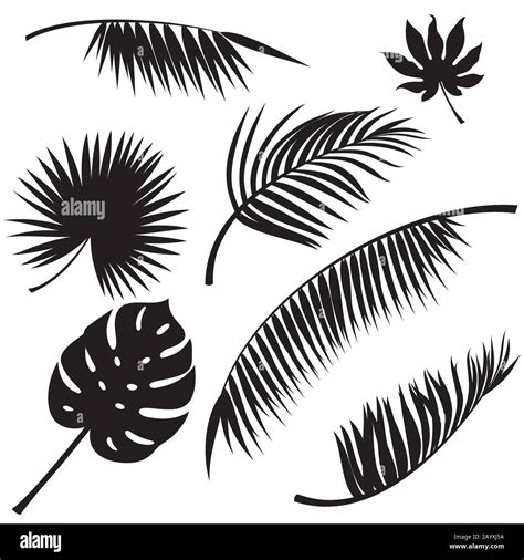 Tropical Leaves Black Vector Silhouettes On White Stock Vector Image