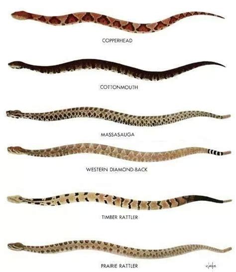 Pa Snake Identification Chart