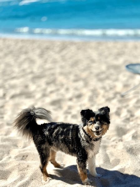 31 Australian Sheppard On Beach Royalty-Free Images, Stock Photos ...