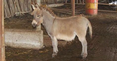 Farm Worker Had Sex With Donkey Because His Privates Were Out Of Control Mirror Online