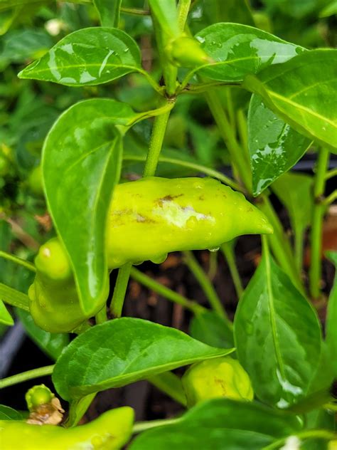 Should I Be Worries About These Brown Marks On My Chillis R Gardening