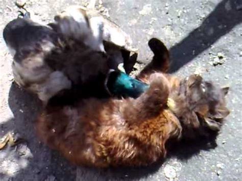 Pato Se Folla A Gato Duck Fuck To Cat Mp YouTube