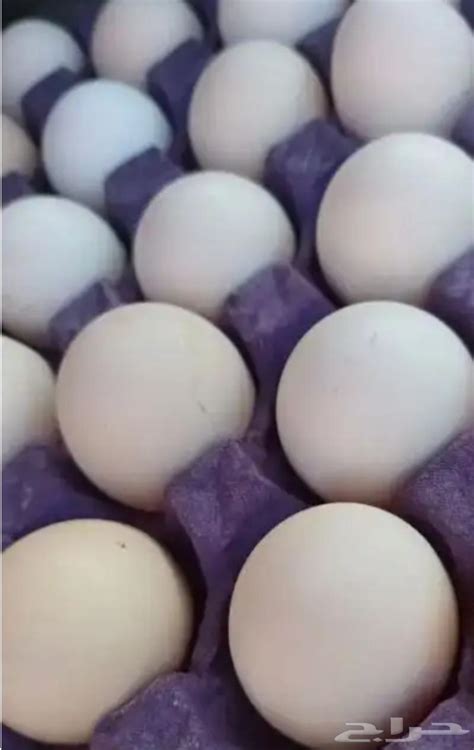 بيض بلدي عضوي مخصب طازج يوميا من مزرعتنا موقع حراج