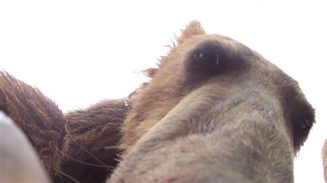 See Grizzly Bear Eating Gopro Camera Cnn