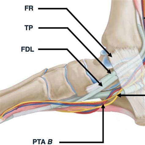 Medial View Of The Ankle Joint Presenting The Contents Of The Tarsal Download Scientific