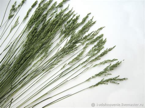 Луговые злаки травы. Мятлик зеленый. Сухоцветы. Цена за 1 шт купить в ...