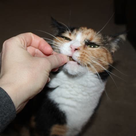 Vetpet Box Cat Subscription Review Coupon January 2021 Msa