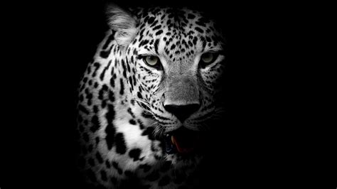 Leopard Animal Ultra Hd Wallpapers Wallpaper Cave