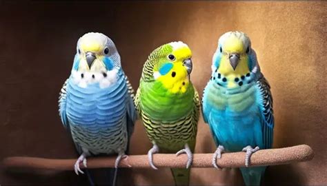 11 Treats For Budgies To Make Your Birds Happy