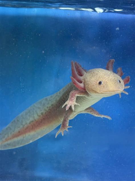 axanthic leopard copper axolotl cm cm special colour limited