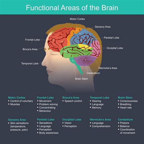 Cortex structure function - BrainX ADHD Clinic