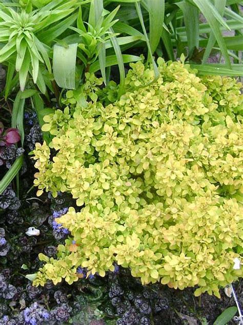 Барбарис тунберга Тини Голд (Tiny Gold)