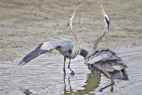 Canada Dancing Blue Herons